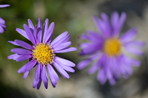 Summer Garden Plants Drucke: Alpine aster, Aster alpinus