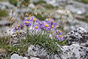 Summer Garden Plants Drucke: Alpine aster, Aster alpinus