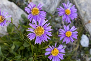 Alpensterne, Aster alpinus.