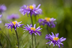 Summer Garden Plants Drucke: Alpine aster, Aster alpinus