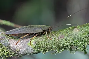 März Drucke: Amazon-Käfer