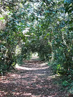 Birdwatching In Peru Drucke: Amazonia lodge grounds in Peru