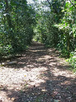 Birdwatching In Peru Drucke: Amazonia lodge grounds in Peru