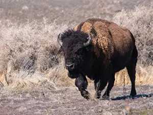 US Wild Animals Drucke: American, bison; Bison bison