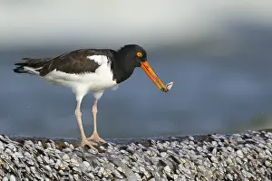 Amerikanischer Austernfischer, Haematopus palliatus