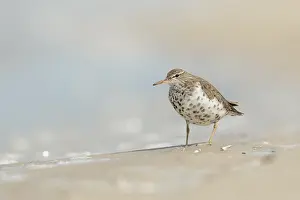 Gerahmter Druck : Amerikanischer Schilfdrossel, Spitzschwanz-Tölpel, Actitis macularius Gerahmter Druck : Amerikanischer Schilfdrossel, Spitzschwanz-Tölpel, Actitis macularius