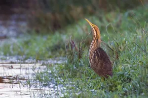 Bilder Datiert 8. Dezember 2015: Amerikanische Rohrdommel, Amerikanische Bittern, Botaurus lentiginosus