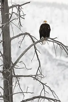Haliaeetus Leucocephalus Drucke: Amerikaanse Zeearend, Bald Eagle, Haliaeetus leucocephalus