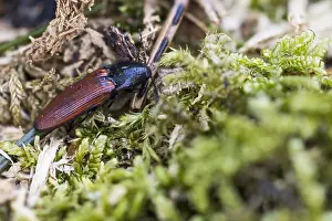 Bilder Datiert 18. März 2020: Ampedus pomorum
