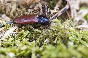 Bilder Datiert 18. März 2020: Ampedus pomorum
