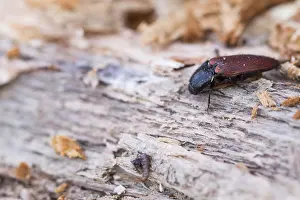 Ampedus pomorum