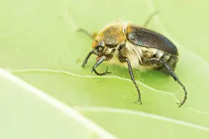 Baden Wurttemberg Fauna Drucke: Amphimallon atrum