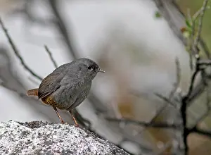 Peru Nature Tourism Drucke: Ancash tapaculo, Scytalopus affinis
