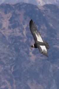 Peruvian Bird Species Drucke: Andean Condor