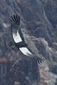 Canyon Landscape Photography Drucke: Andean Condor