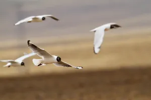 Peruvian Seabirds Drucke: Andean Gull