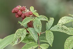 South American Flora Drucke: Andean Raspberry
