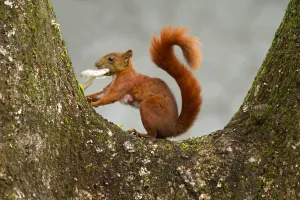 South America Mammals Drucke: Andean squirrel, Sciurus pucheranii