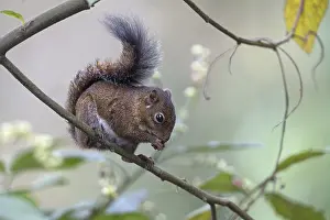 South American Mammal Drucke: Andean Squirrel (Sciurus pucheranii)