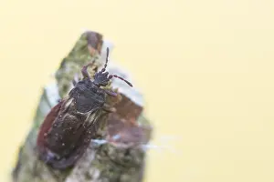 Bilder Datiert 1. Juni 2021: Aneurus avenius