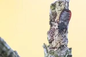 Bilder Datiert 1. Juni 2021: Aneurus avenius