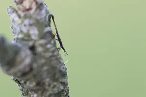 Bilder Datiert 1. Juni 2021: Aneurus avenius