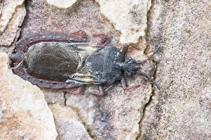 Bilder Datiert 27. Mai 2022: Aneurus avenius