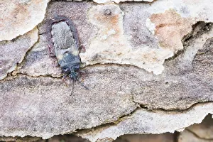 Bilder Datiert 27. Mai 2022: Aneurus avenius