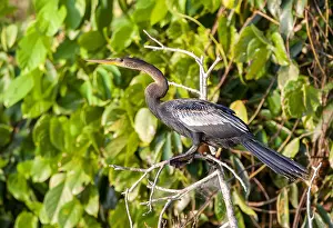 Wildlife In South America Drucke: Anhinga, Anhinga anhinga