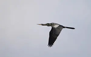 Anhinga Bird Drucke: Anhinga, Anhinga anhinga