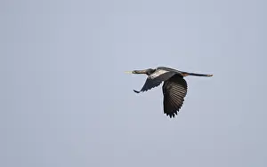 American Wildlife Drucke: Anhinga, Anhinga anhinga