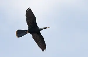 Florida Wildlife Images Drucke: Anhinga, Anhinga anhinga