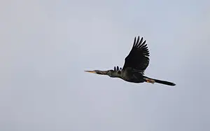 Florida Wildlife Images Drucke: Anhinga, Anhinga anhinga