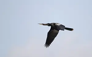 Florida Wildlife Images Drucke: Anhinga, Anhinga anhinga