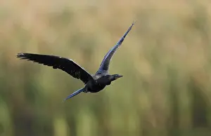 Anhinga Bird Drucke: Anhinga, Anhinga anhinga