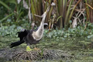 Florida Wildlife Images Drucke: Anhinga, Anhinga anhinga