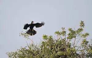 Anhinga Bird Drucke: Anhinga, Anhinga anhinga