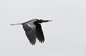 Anhinga Bird Drucke: Anhinga, Anhinga anhinga