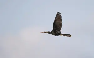 Anhinga Bird Drucke: Anhinga, Anhinga anhinga