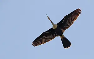 Florida Wildlife Images Drucke: Anhinga, Anhinga anhinga