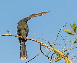 Anhinga, Anhinga anhinga