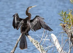 Anhinga Bird Drucke: Anhinga, Anhinga anhinga