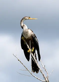 Anhinga Bird Drucke: Anhinga, Anhinga anhinga
