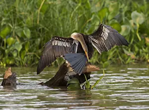 Bilder Datiert 26. September 2018: Anhinga, Anhinga anhinga anhinga