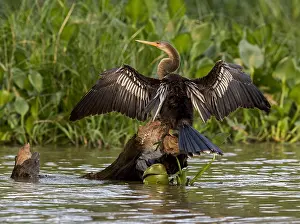 Wetland Bird Drucke: Anhinga, Anhinga anhinga anhinga