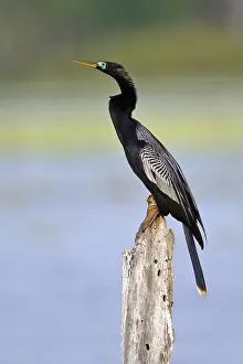 Anhinga Bird Drucke: Anhinga, Anhinga anhinga leucogaster
