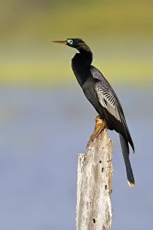 Texas Wildlife Drucke: Anhinga, Anhinga anhinga leucogaster
