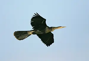 Anhinga Bird Drucke: Anhinga, Anhinga anhinga leucogaster