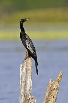 Anhinga Bird Drucke: Anhinga, Anhinga anhinga leucogaster