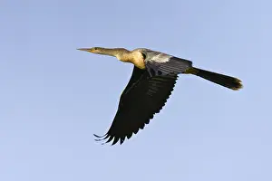 Anhinga Bird Drucke: Anhinga, Anhinga anhinga leucogaster
